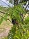 column Fruit