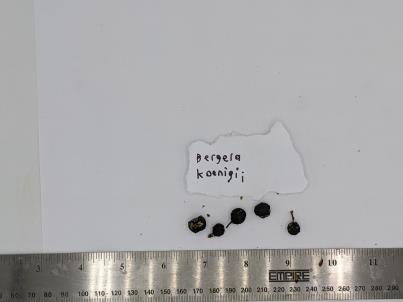 column Seed