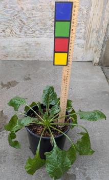 VEGETATIVE
