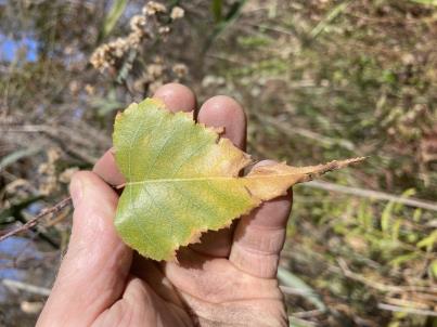 column LEAF
