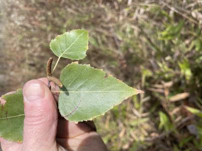 column LEAF