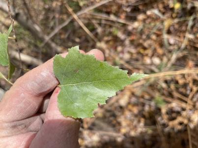 column LEAF