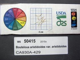 Click for 1 image(s) for this accession. SEED