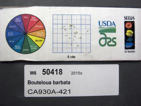 Click for 1 image(s) for this accession. SEED