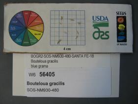 Click for 1 image(s) for this accession. SEED