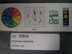 Click for 1 image(s) for this accession. SEED