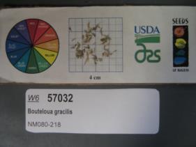 Click for 1 image(s) for this accession. SEED