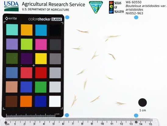 Click for 1 image(s) for this accession. SEED