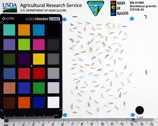 Click for 1 image(s) for this accession. SEED