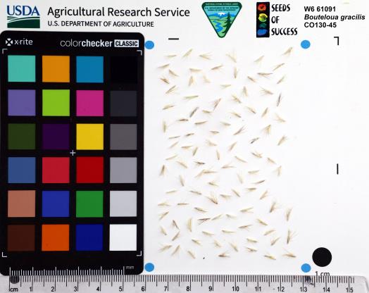 Click for 1 image(s) for this accession. SEED