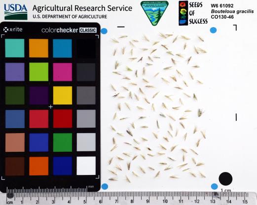 Click for 1 image(s) for this accession. SEED