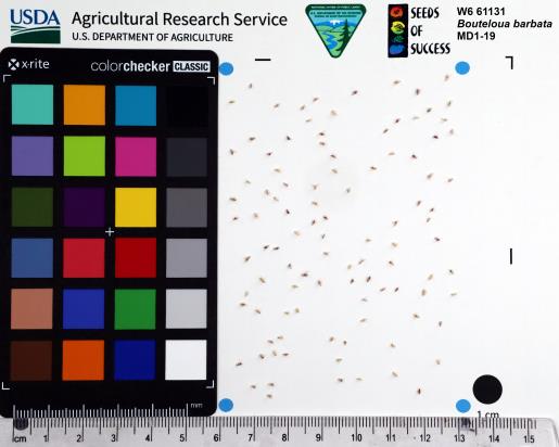 Click for 1 image(s) for this accession. SEED