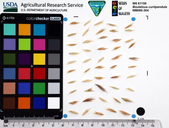 Click for 1 image(s) for this accession. SEED