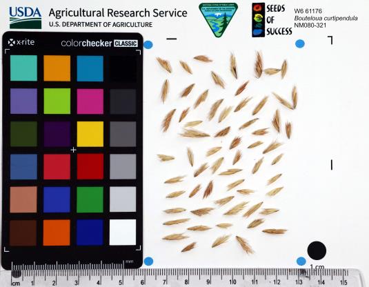 Click for 1 image(s) for this accession. SEED