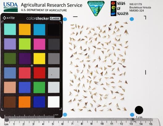 Click for 1 image(s) for this accession. SEED