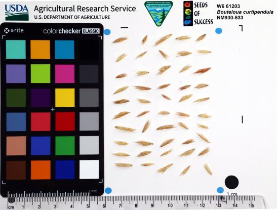 Click for 1 image(s) for this accession. SEED