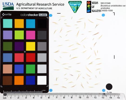 Click for 1 image(s) for this accession. SEED