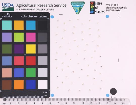 Click for 1 image(s) for this accession. SEED