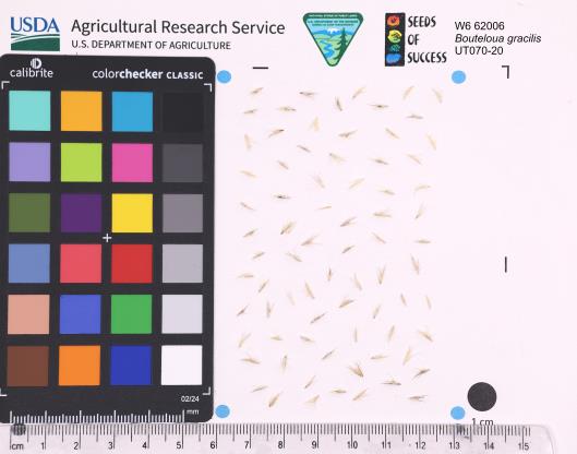 Click for 1 image(s) for this accession. SEED