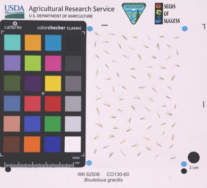 Click for 1 image(s) for this accession. SEED