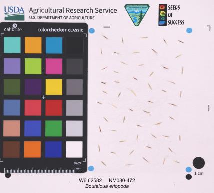 Click for 1 image(s) for this accession. SEED