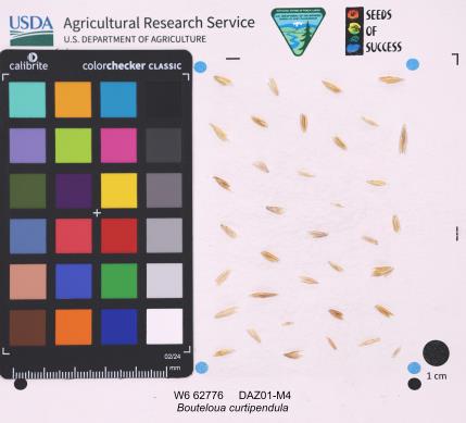 Click for 1 image(s) for this accession. SEED