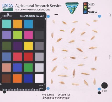 Click for 1 image(s) for this accession. SEED