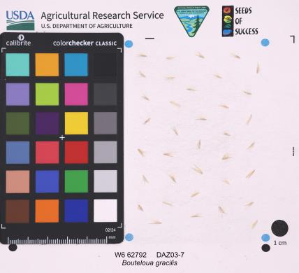 Click for 1 image(s) for this accession. SEED
