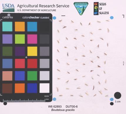 Click for 1 image(s) for this accession. SEED