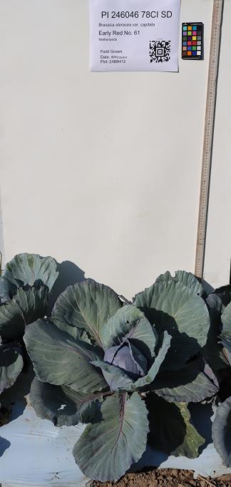 column PLANT