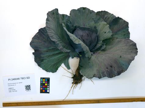 Click for 5 image(s) for this accession. PLANT