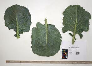 column LEAF