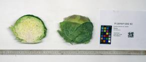Click for 7 image(s) for this accession. HEAD