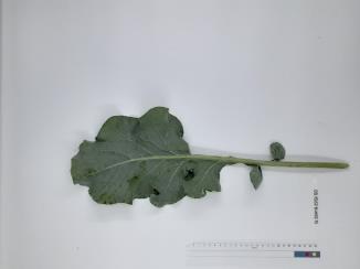 column LEAF