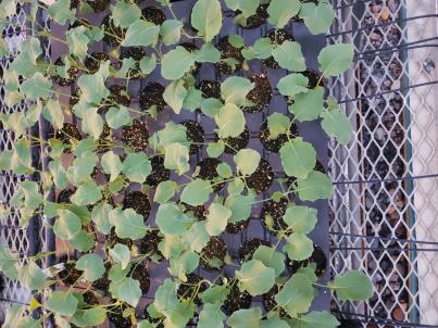 column SEEDLING