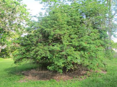 column PLANT