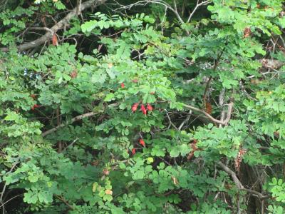 column BRANCH