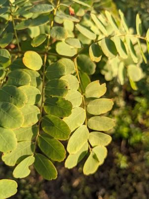 column Leaf
