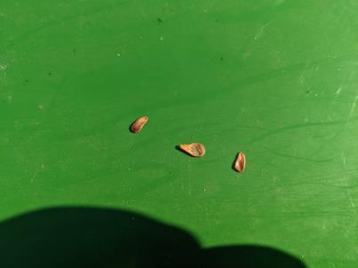 column Seed