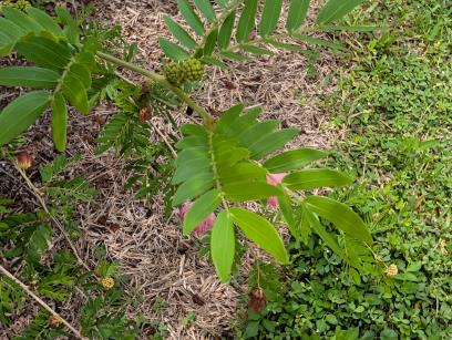 column LEAF