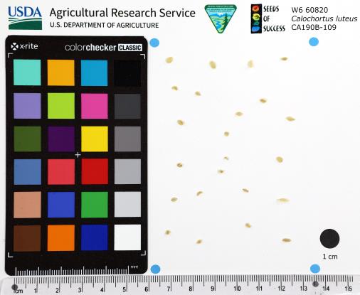 Click for 1 image(s) for this accession. SEED