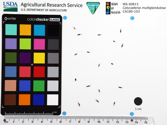 SEED