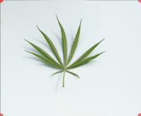 column LEAF