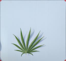 column LEAF