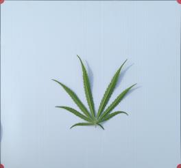 column LEAF