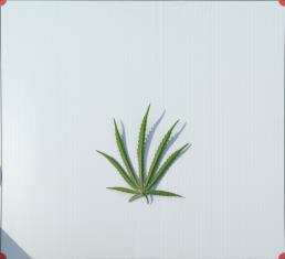 column LEAF