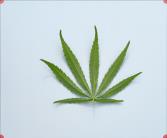 column LEAF