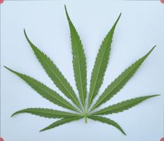 column LEAF