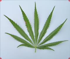 column LEAF