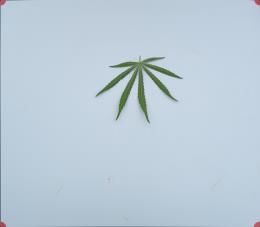 column LEAF